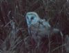 Barn Owl at Wallasea Island (RSPB) (Jeff Delve) (118937 bytes)