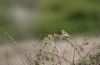 Whinchat at Gunners Park (Andrew Armstrong) (41094 bytes)