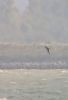 Long-tailed Skua at Canvey Point (Paul Baker) (26793 bytes)