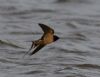 Swallow at Lower Raypits (Jeff Delve) (57252 bytes)