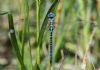 Southern Migrant Hawker at Canvey Way (Jeff Delve) (59036 bytes)