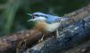 Nuthatch at Pound Wood (Steve Arlow) (48310 bytes)