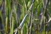 Emperor Dragonfly at Bowers Marsh (RSPB) (Richard Howard) (64866 bytes)