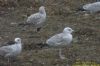 Caspian Gull at Private site with no public access (Richard Howard) (124594 bytes)