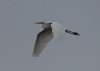Great White Egret at Wallasea Island (RSPB) (Jeff Delve) (18632 bytes)