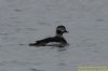 Long-tailed Duck at Rossi's Ice Cream, Westcliff (Richard Howard) (53753 bytes)