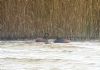 Black-necked Grebe at Bowers Marsh (RSPB) (Paul Baker) (68459 bytes)