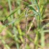 Southern Emerald Damselfly at Gunners Park (Andrew Armstrong) (78055 bytes)