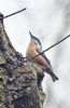 Nuthatch at Belfairs Golf Course (Graham Oakes) (81935 bytes)