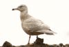 Glaucous Gull at Private site with no public access (Steve Arlow) (83073 bytes)