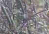 Cetti's Warbler at Gunners Park (Jeff Delve) (64981 bytes)