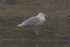 Glaucous Gull at West Canvey Marsh (RSPB) (Martin Cracknell) (45053 bytes)
