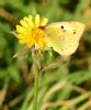 Clouded Yellow at Bowers Marsh (RSPB) (Graham Oakes) (63795 bytes)