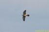 Red-footed Falcon at Vange Marsh (RSPB) (Richard Howard) (35463 bytes)