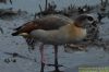 Egyptian Goose at Shoeburyness Park (Richard Howard) (66622 bytes)