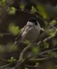 Marsh Tit at Private site with no public access (Jeff Delve) (44743 bytes)