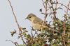 Barred Warbler at Gunners Park (Mike Bailey) (76596 bytes)