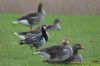 Barnacle Goose at Bowers Marsh (RSPB) (Richard Howard) (53812 bytes)