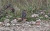 Black Redstart at Wallasea Island (RSPB) (Jeff Delve) (80392 bytes)