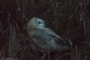 Barn Owl at Wallasea Island (RSPB) (Jeff Delve) (96893 bytes)