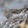 Purple Sandpiper at Gunners Park (Andrew Armstrong) (76424 bytes)