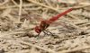 Red-veined Darter at West Canvey Marsh (RSPB) (Graham Oakes) (82872 bytes)