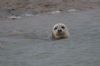 Common Seal at River Roach (Graham Mee) (38132 bytes)