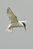 Common Tern at Bowers Marsh (RSPB) (Graham Oakes) (21962 bytes)