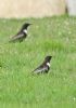 Ring Ouzel at Wakering Stairs (Graham Oakes) (78062 bytes)