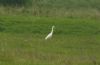 Great White Egret at Private site with no public access (Steve Arlow) (97877 bytes)
