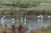 Little Egret at Fleet Head (Richard Howard) (80458 bytes)