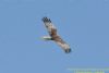 Marsh Harrier at Benfleet Downs (Richard Howard) (23109 bytes)