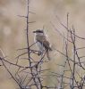 Red-backed Shrike at West Canvey Marsh (RSPB) (Vince Kinsler) (90261 bytes)