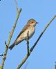 Spotted Flycatcher at Bowers Marsh (RSPB) (Graham Oakes) (58437 bytes)