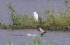 Great White Egret at Wat Tyler Country Park (Tim Bourne) (83320 bytes)