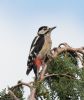 Great Spotted Woodpecker at Hockley Woods (Jeff Delve) (81461 bytes)
