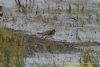 Little Ringed Plover at West Canvey Marsh (RSPB) (Richard Howard) (84402 bytes)