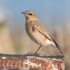 Wheatear at Wallasea Island (RSPB) (Andrew Armstrong) (67906 bytes)