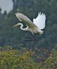 Great White Egret at Bowers Marsh (RSPB) (Graham Oakes) (83263 bytes)