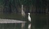 Cattle Egret at Wat Tyler Country Park (Steve Arlow) (42048 bytes)