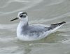 Grey Phalarope at Canvey Point (Graham Oakes) (51761 bytes)