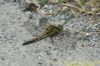 Black-tailed Skimmer at West Canvey Marsh (RSPB) (Richard Howard) (85008 bytes)