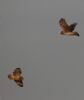 Hen Harrier at Wallasea Island (RSPB) (Jeff Delve) (18777 bytes)