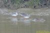 Spotted Redshank at Wat Tyler Country Park (Richard Howard) (123671 bytes)