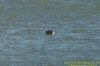 Grey Seal at Gunners Park (Richard Howard) (90316 bytes)