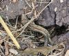 Common Lizard at South Fambridge (Paul Baker) (158031 bytes)