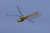 Norfolk Hawker at Doggetts Pits (Matt Bruty) (20716 bytes)