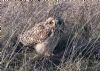 Short-eared Owl at Wallasea Island (RSPB) (Jeff Delve) (155631 bytes)