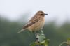 Whinchat at West Canvey Marsh (RSPB) (Richard Howard) (155297 bytes)