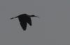 Glossy Ibis at Bowers Marsh (RSPB) (Tim Bourne) (16744 bytes)